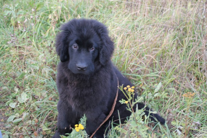 Фото: ньюфаундленд Потомственый Спасатель