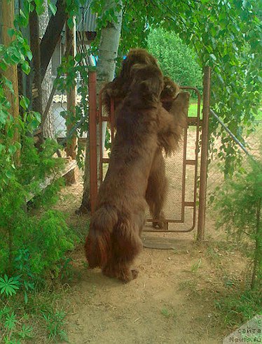 Фото: ньюфаундленд I Follow The Sun de L'Etoile de Cyrice, ньюфаундленд Акватория Келвин Хизер Хани (Aquatoriya Kelvin Heather Honey)