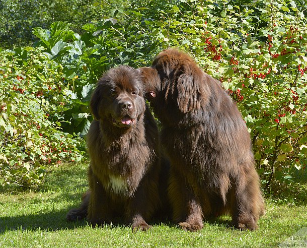 Фото: ньюфаундленд I Follow The Sun de L'Etoile de Cyrice, ньюфаундленд Акватория Келвин Хизер Хани (Aquatoriya Kelvin Heather Honey)