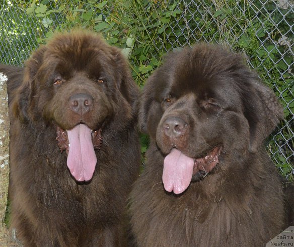 Фото: ньюфаундленд I Follow The Sun de L'Etoile de Cyrice, ньюфаундленд Акватория Келвин Хизер Хани (Aquatoriya Kelvin Heather Honey)