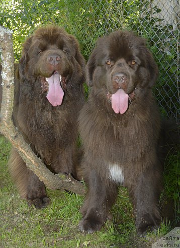 Фото: ньюфаундленд I Follow The Sun de L'Etoile de Cyrice, ньюфаундленд Акватория Келвин Хизер Хани (Aquatoriya Kelvin Heather Honey)
