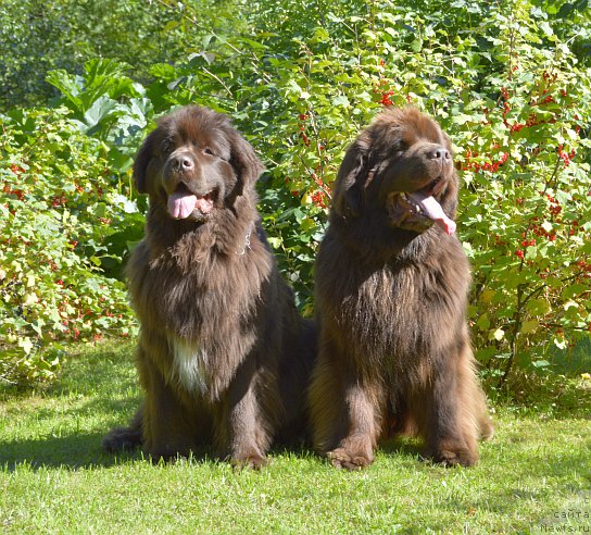 Фотография № 193071