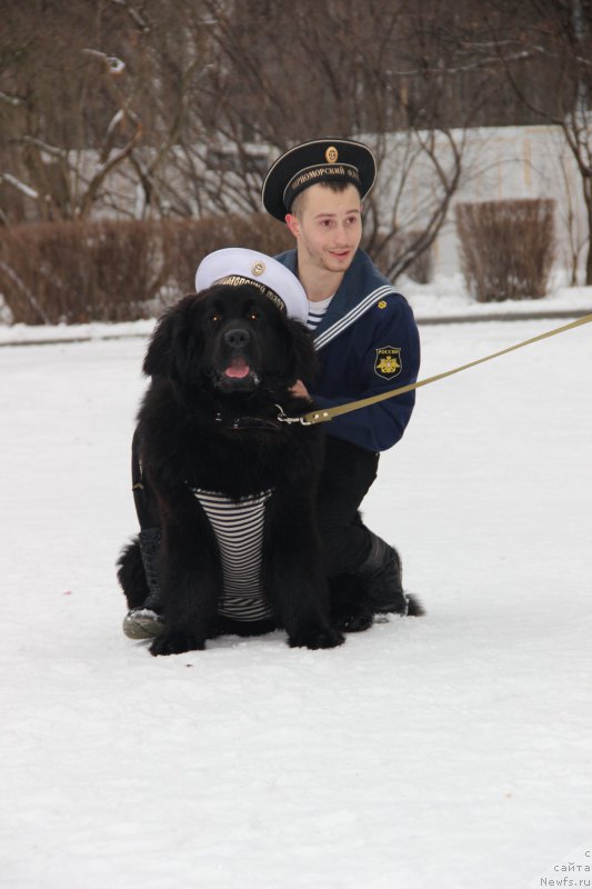 Фото: ньюфаундленд Неро Адмирал