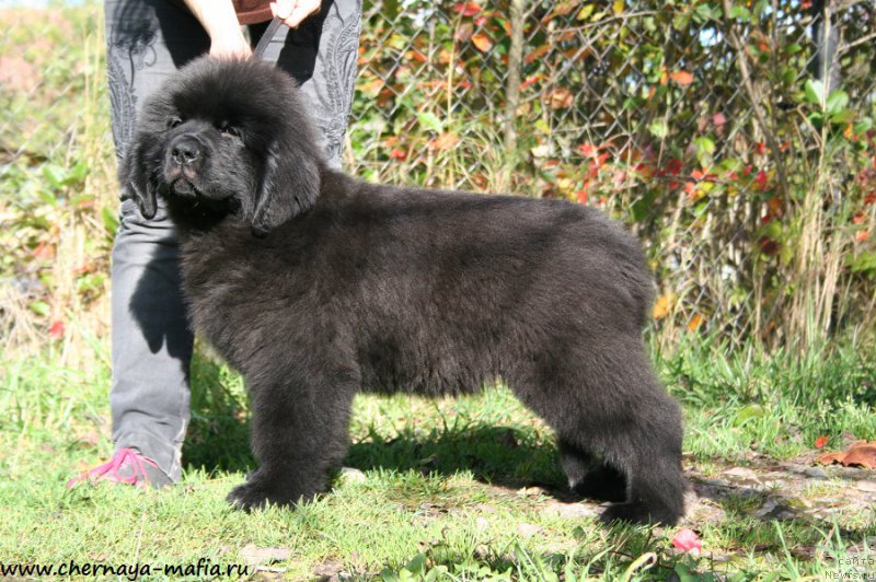 Фотография № 193084