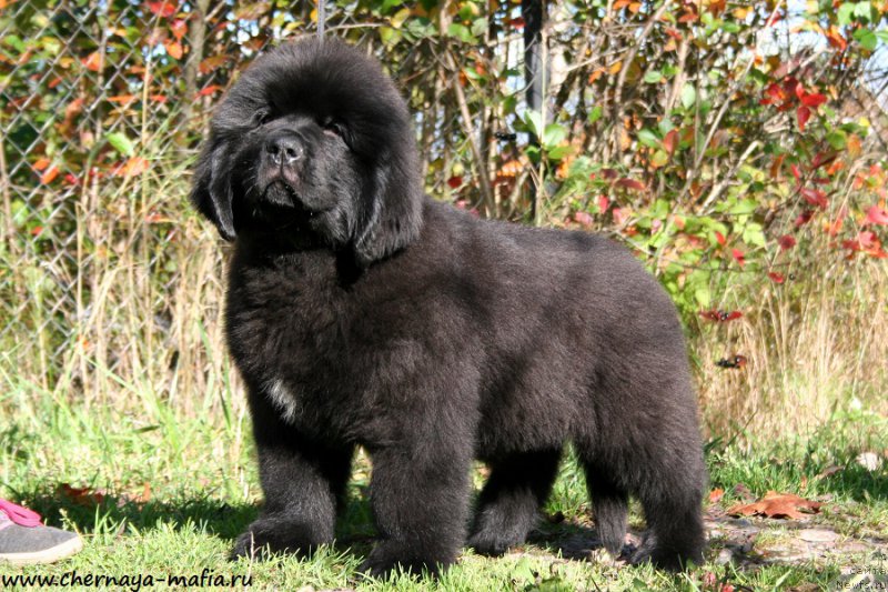 Фотография № 193085