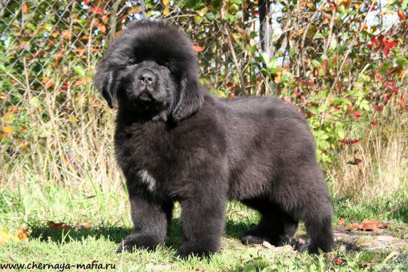 Фотография № 193086