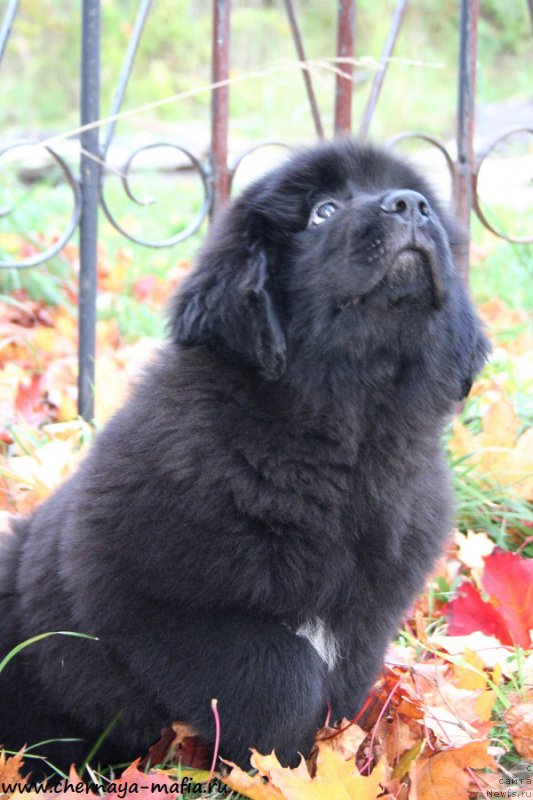 Фотография № 193087