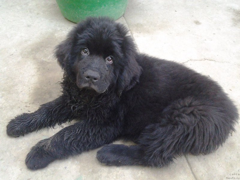 Фото: ньюфаундленд Ялианна с Берега Дона (Yalianna s Berega Dona)