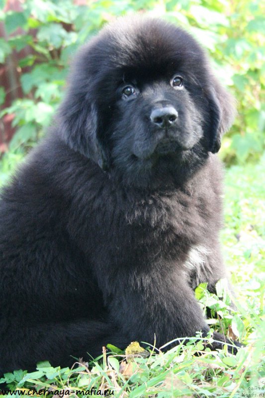 Фотография № 193091