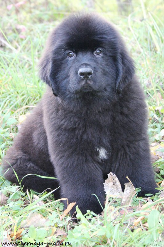 Фотография № 193092