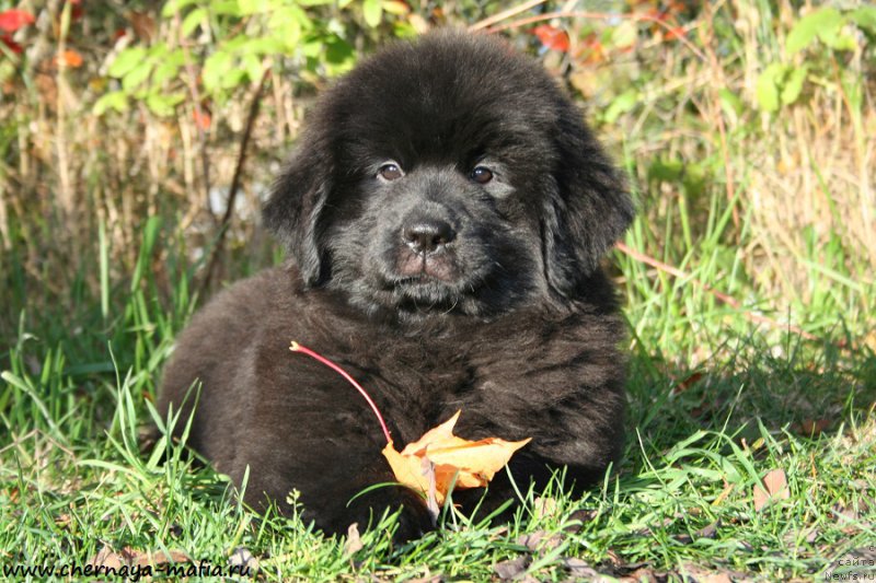 Фотография № 193096