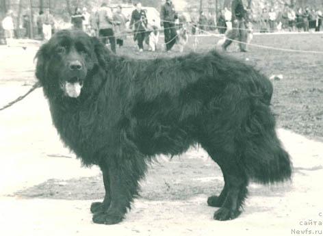 Фото: ньюфаундленд Герцог