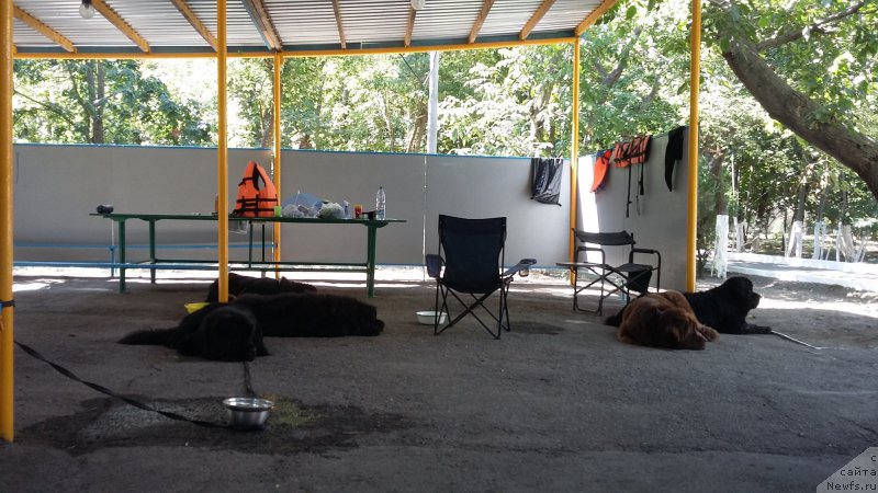 Фото: ньюфаундленд Русская Красавица Нюра