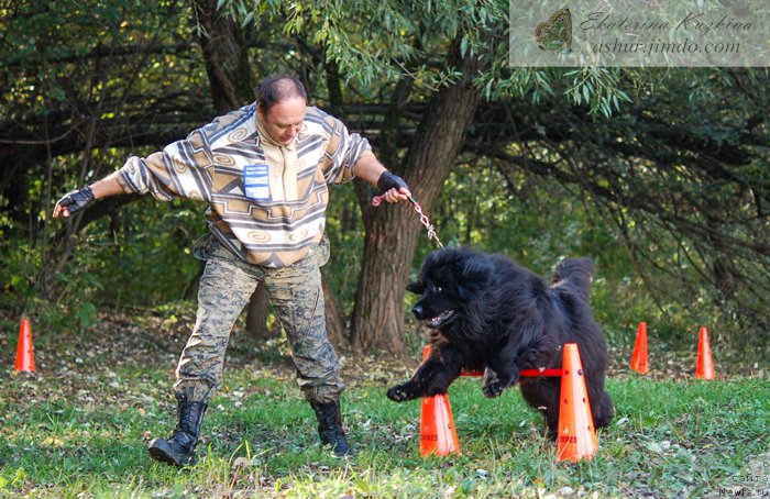 Фото: Дима, ньюфаундленд Масяня Гранд Бэби