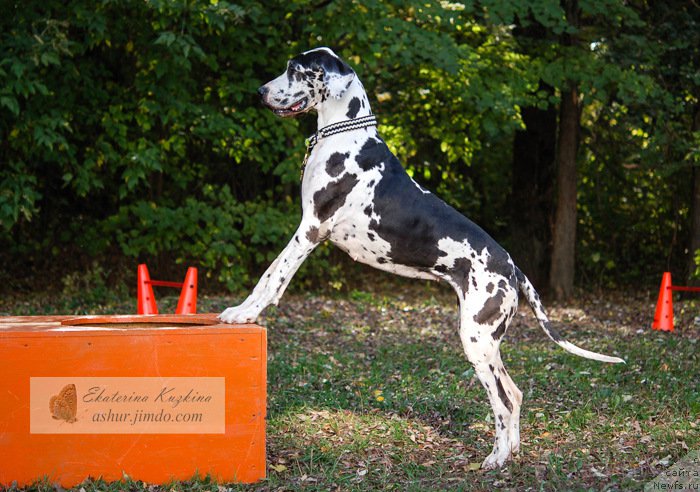 Фотография № 193130