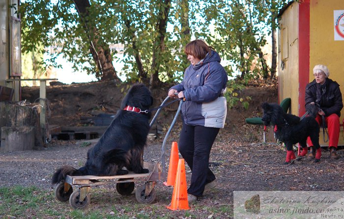Фото: ньюфаундленд Сент Джонс Жоселин, Натали Подлужная