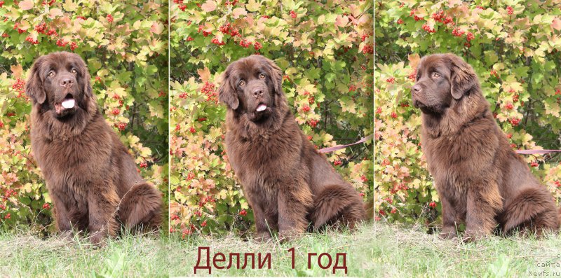 Фото: ньюфаундленд Наоми Таголири фор Браунблад (Naomi Tagoliri for Brouwnblood)