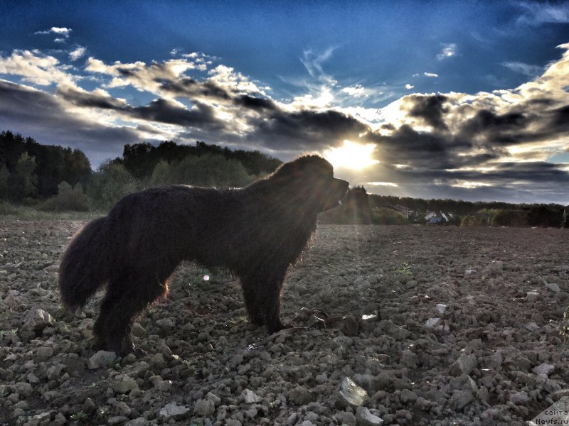 Фото: ньюфаундленд Их Высочество Бишоп Карл (Ih Visochestvo Bishop Karl)