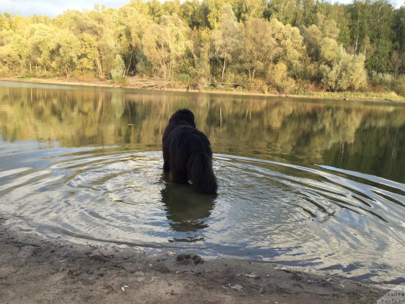 Фото: ньюфаундленд Их Высочество Бишоп Карл (Ih Visochestvo Bishop Karl)