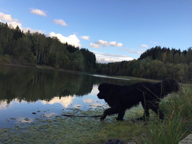 Фото: ньюфаундленд Их Высочество Бишоп Карл (Ih Visochestvo Bishop Karl)