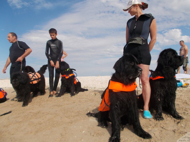 Фото: ньюфаундленд Эхо Москвы с Берега Дона (Eho Moskvy s Berega Dona)