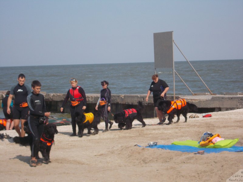 Фото: ньюфаундленд Эхо Москвы с Берега Дона (Eho Moskvy s Berega Dona)