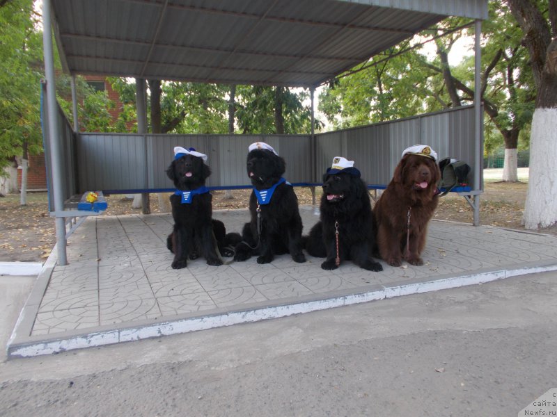 Фото: ньюфаундленд Эхо Москвы с Берега Дона (Eho Moskvy s Berega Dona)