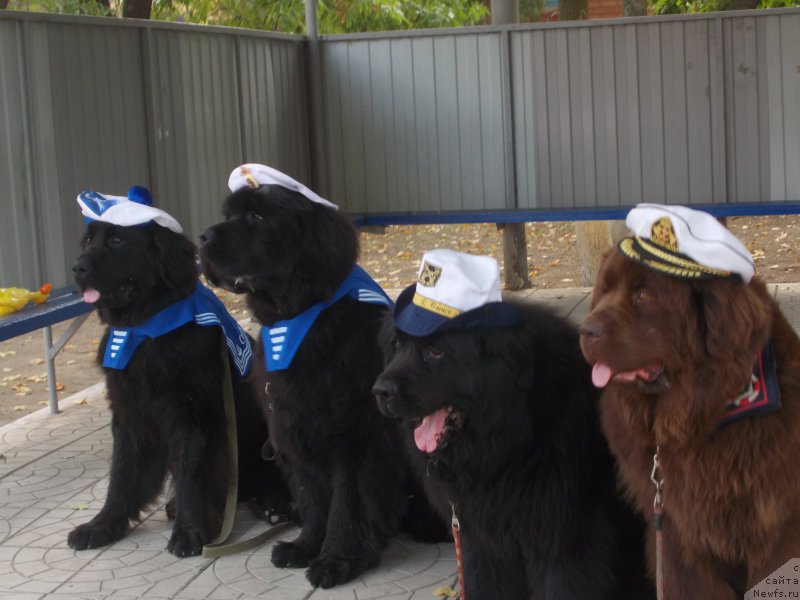 Фото: ньюфаундленд Эхо Москвы с Берега Дона (Eho Moskvy s Berega Dona), ньюфаундленд Бегущая по Волнам Есперанто Етуло Чуи, ньюфаундленд Масяня Гранд Бэби, ньюфаундленд Очаровашка с Берега Дона (Ocharovashka s Berega Dona)