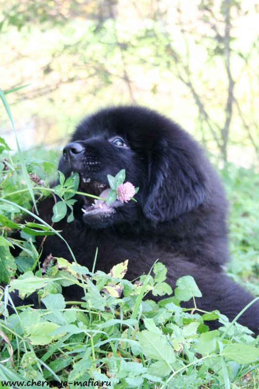 Фото: ньюфаундленд Черная Мафия Асе ин тхе Холе (Chernaya Mafia Ace in the Hole)