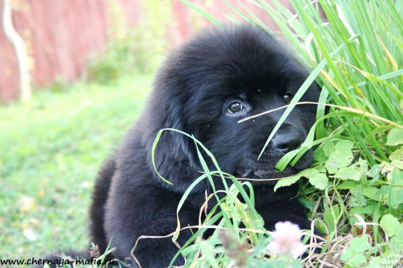 Фотография № 193193