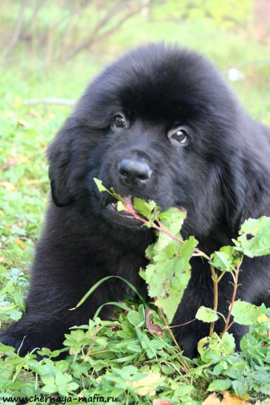 Фото: ньюфаундленд Черная Мафия Асе ин тхе Холе (Chernaya Mafia Ace in the Hole)
