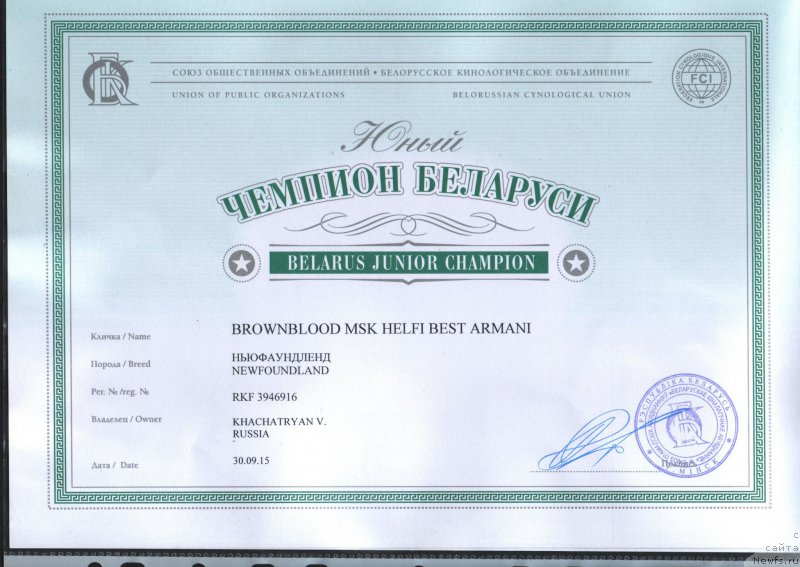 Фото: ньюфаундленд Браунблад МСК Хелфи Бэст Армани (Brownblood MSK Helfi Best Armani)