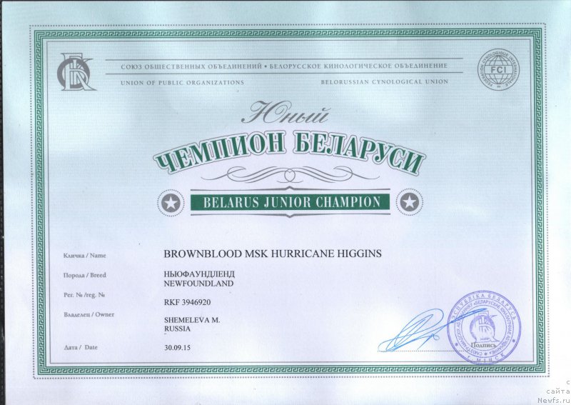 Фото: ньюфаундленд Браунблад МСК Харрикейн Хиггенс (Brownblood MSK Harricane Higgins)