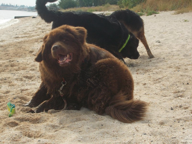 Фото: ньюфаундленд Эхо Москвы с Берега Дона (Eho Moskvy s Berega Dona), ньюфаундленд Очаровашка с Берега Дона (Ocharovashka s Berega Dona)