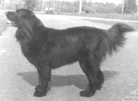 Фото: ньюфаундленд Зелла