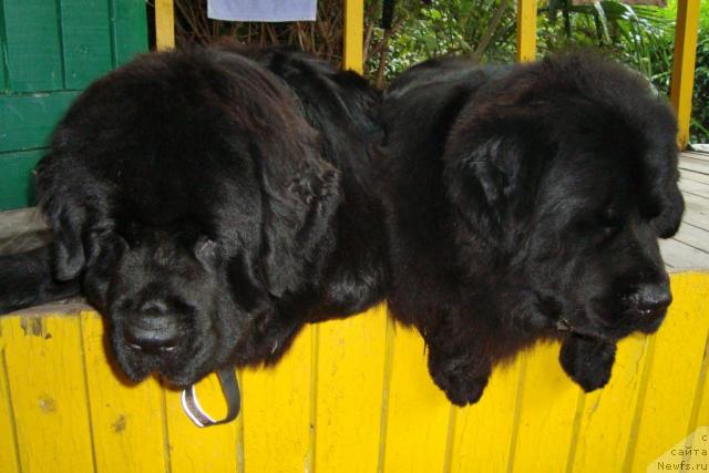 Фото: ньюфаундленд Талула Белл (Talula Bell), ньюфаундленд Чилита из Золотого Треугольника