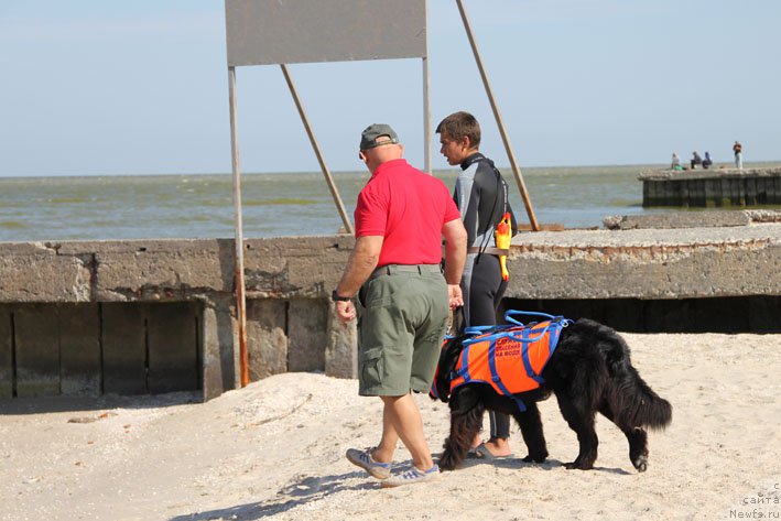 Фото: Владимир Ключенович, Миша, ньюфаундленд Эхо Москвы с Берега Дона (Eho Moskvy s Berega Dona)