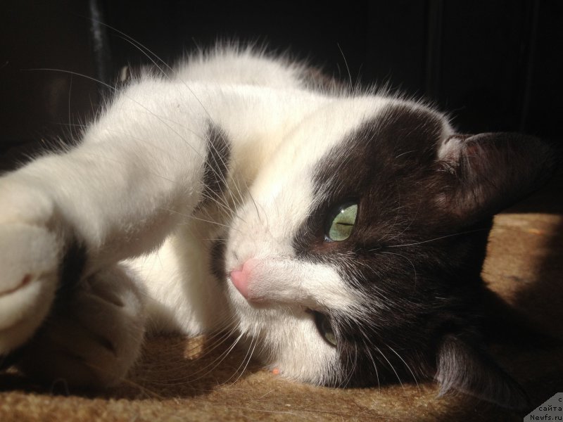 Фотография № 193214