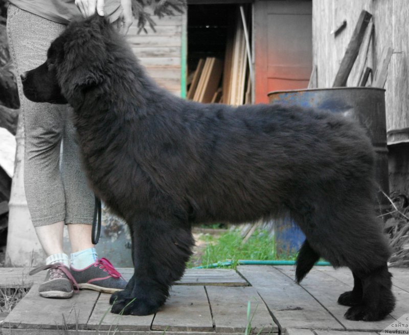 Фото: ньюфаундленд Аристократическая Штучка