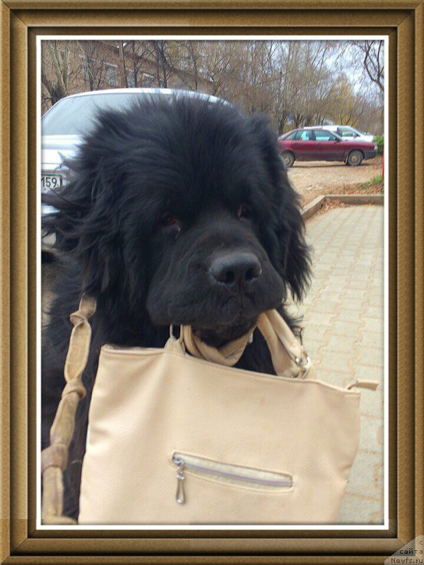 Фото: ньюфаундленд Винсент Друкки Интригант