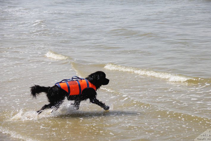 Фото: ньюфаундленд Басня с Берега Дона (Basnja s Berega Dona)