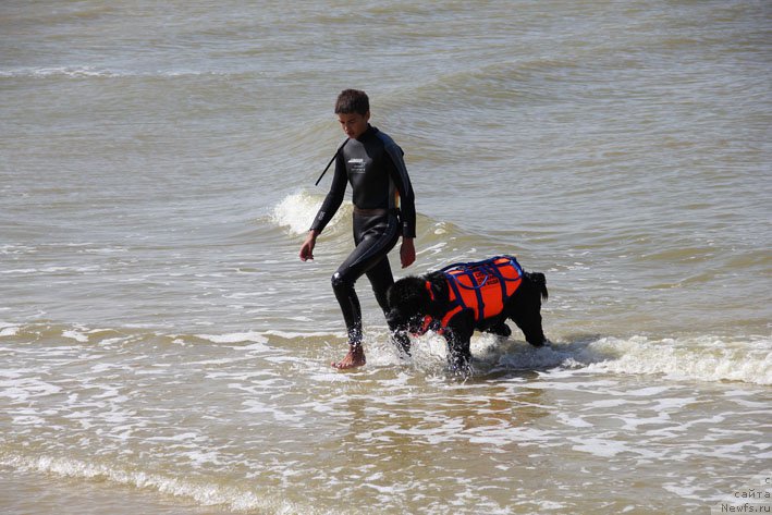 Фото: Миша, ньюфаундленд Эхо Москвы с Берега Дона (Eho Moskvy s Berega Dona)