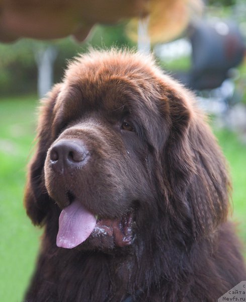 Фото: ньюфаундленд I Follow The Sun de L'Etoile de Cyrice