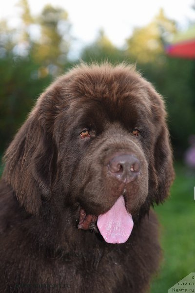 Фото: ньюфаундленд I Follow The Sun de L'Etoile de Cyrice