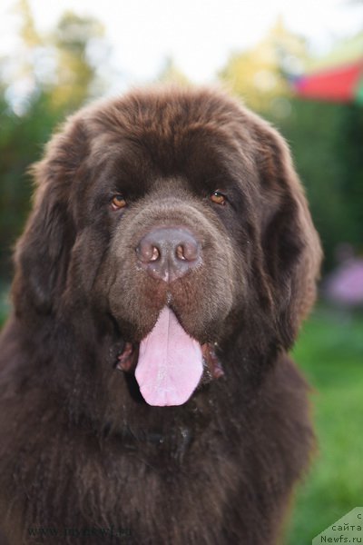 Фото: ньюфаундленд I Follow The Sun de L'Etoile de Cyrice