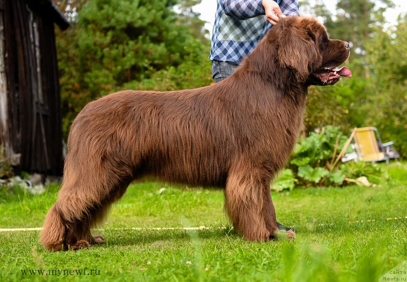 Фото: ньюфаундленд I Follow The Sun de L'Etoile de Cyrice