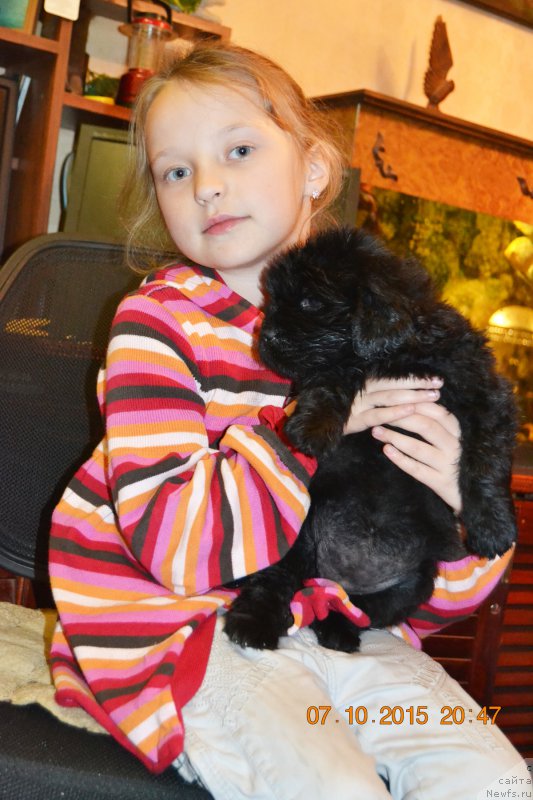 Фото: ньюфаундленд Дамский Каприз Знойная Мэри