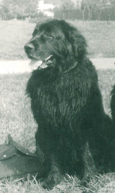 Фото: ньюфаундленд Байра