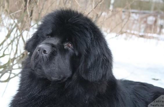 Фото: ньюфаундленд Укротительница Стихий