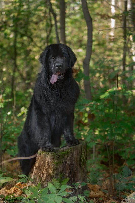 Фото: ньюфаундленд Вакула Олимпийский Мишка